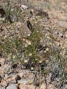 Eremogone (Arenaria) eastwoodiae